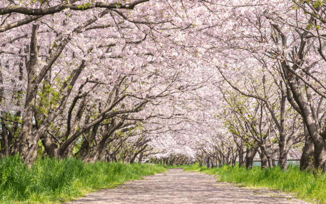Exploring Fresno's Blossom Trail: A Springtime Tradition